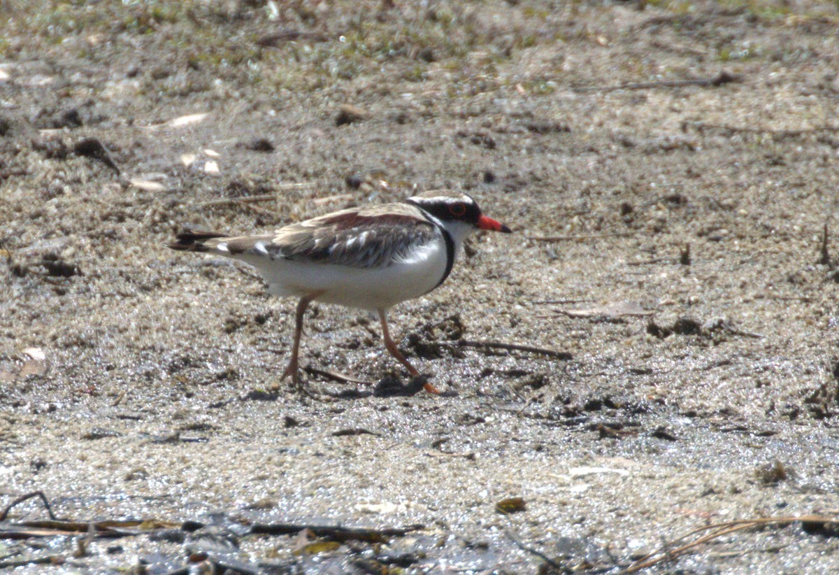 kulík černočelý - ML646276169