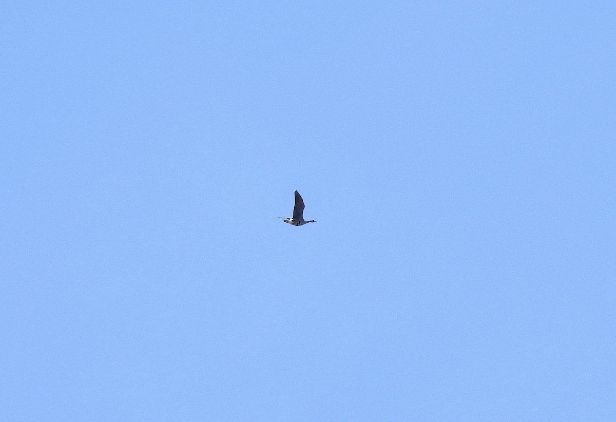 Гуска білолоба - ML646276173