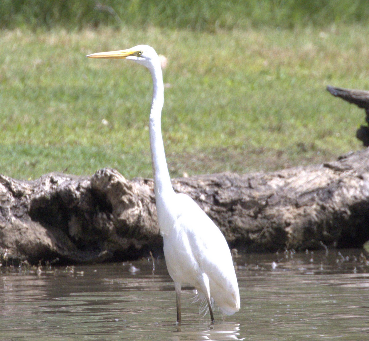Чепура велика (підвид modesta) - ML646276175