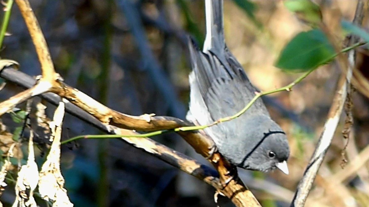 Юнко сірий - ML646276176