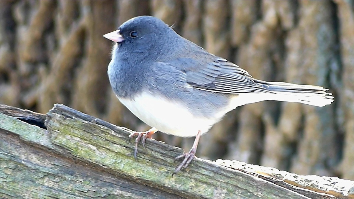 Юнко сірий - ML646276177