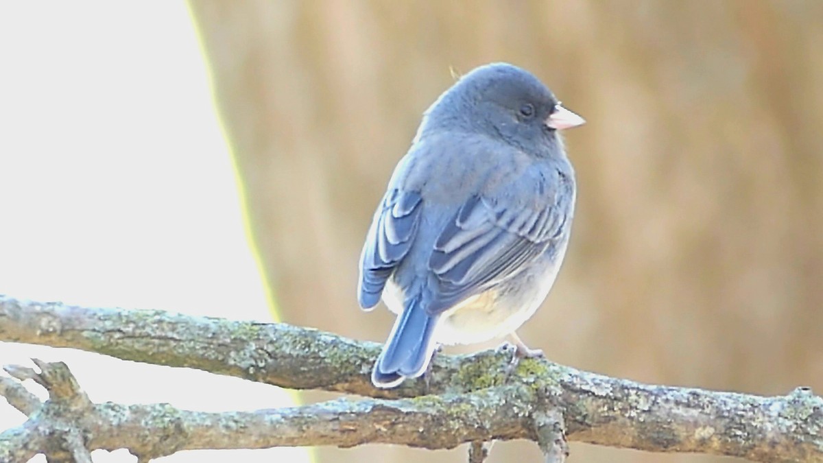 Юнко сірий - ML646276178