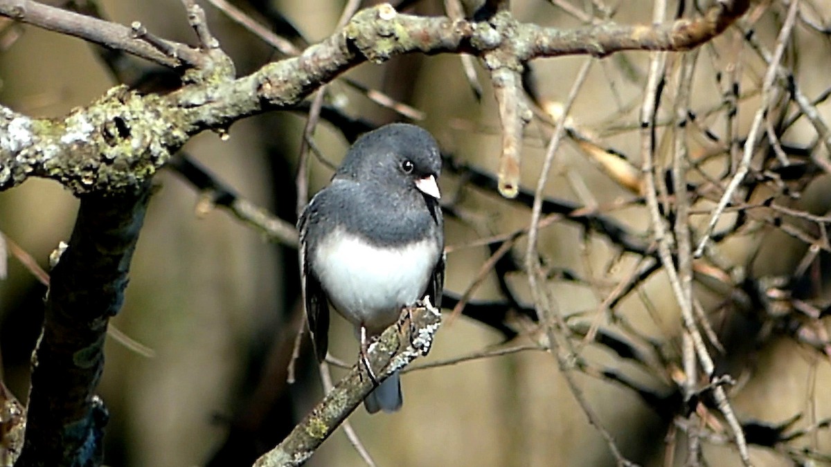 Юнко сірий - ML646276179