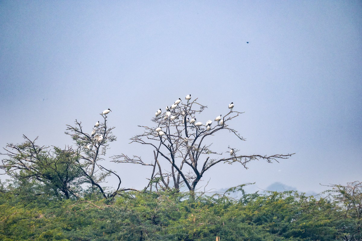 Ібіс сивоперий - ML646276180