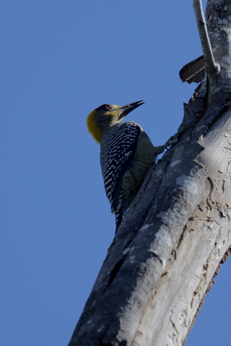 Гіла мексиканська - ML646276181