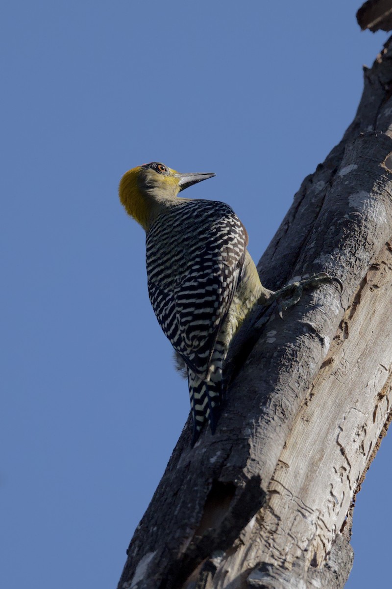 Гіла мексиканська - ML646276182