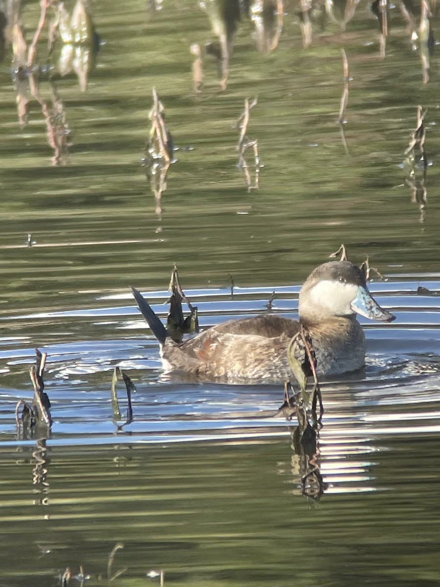 Савка американська - ML646276183