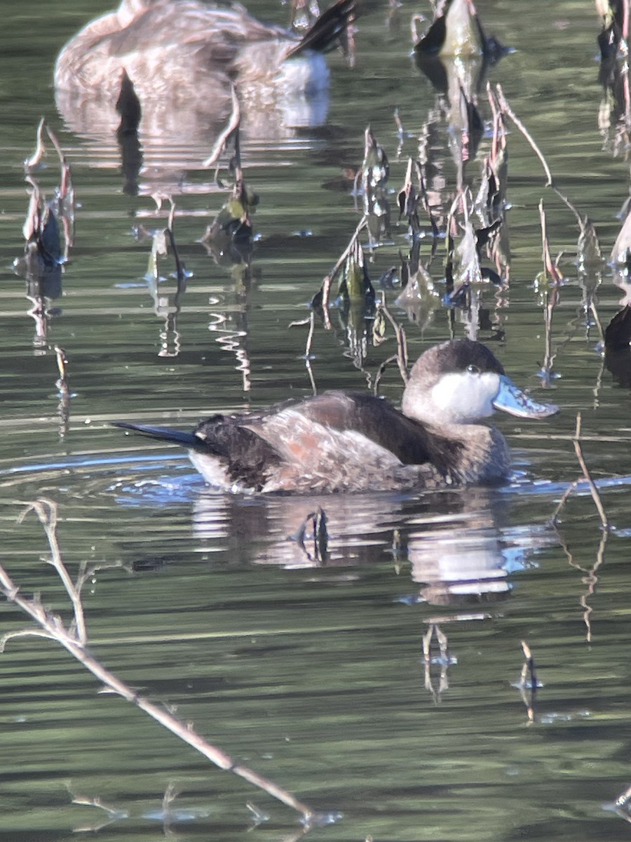 Савка американська - ML646276184