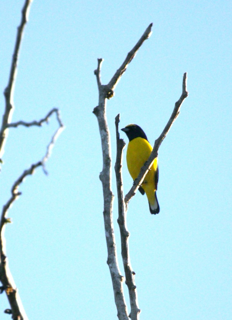 Гутурама чагарникова - ML646276185