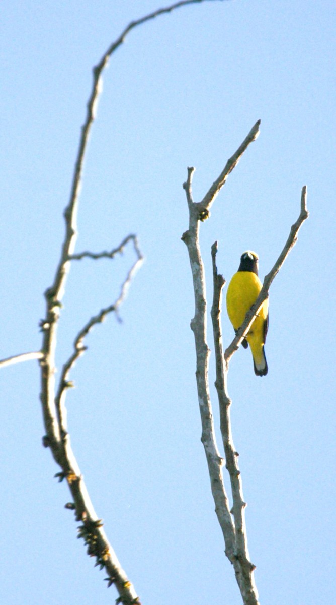 Гутурама чагарникова - ML646276186