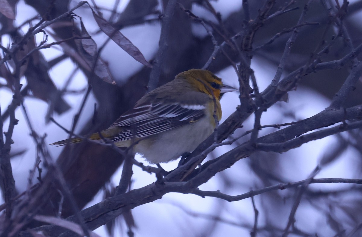 Трупіал золотощокий - ML646276187