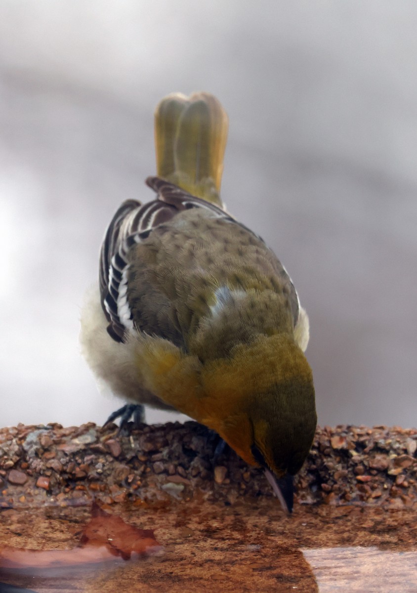 Трупіал золотощокий - ML646276188