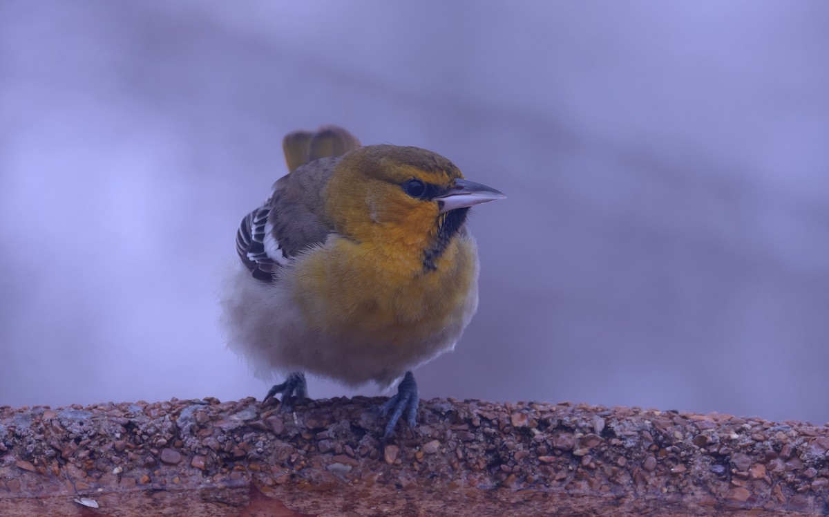 Трупіал золотощокий - ML646276189