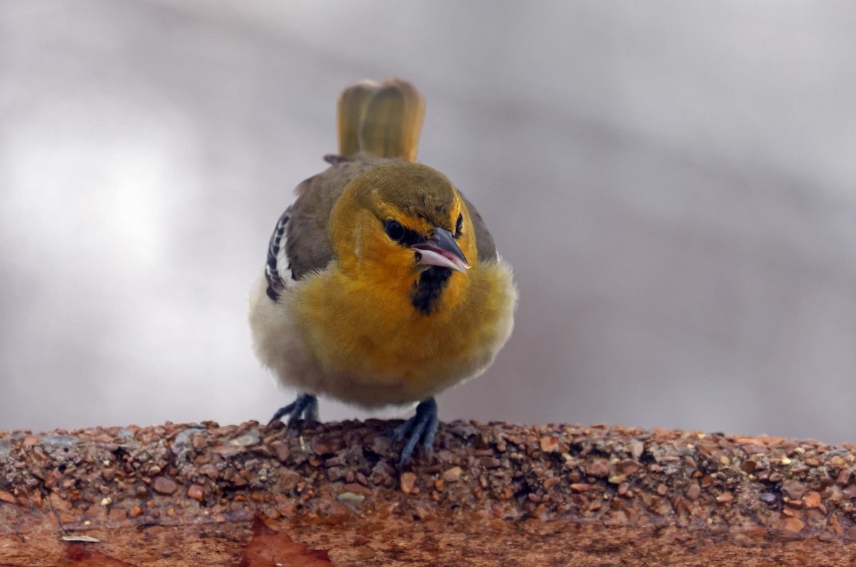 Трупіал золотощокий - ML646276190