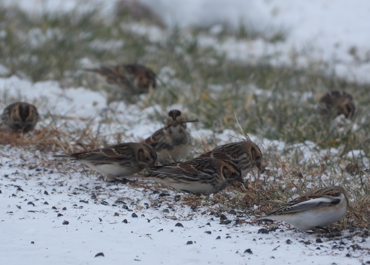 Подорожник лапландський - ML646276191