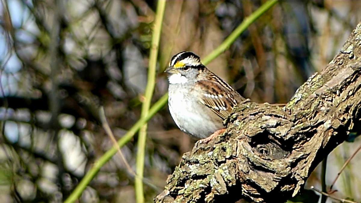 Бруант білогорлий - ML646276197