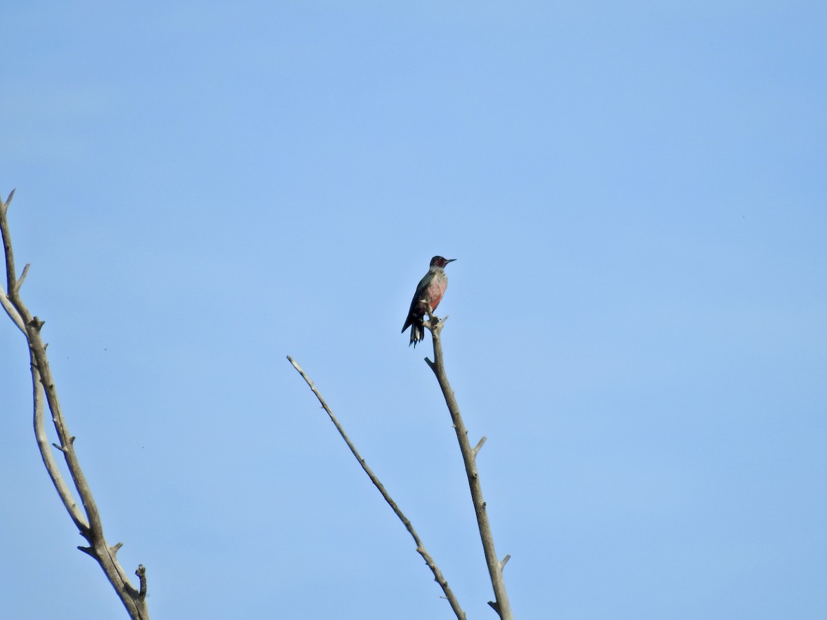 Гіла рожевочерева - ML646276198