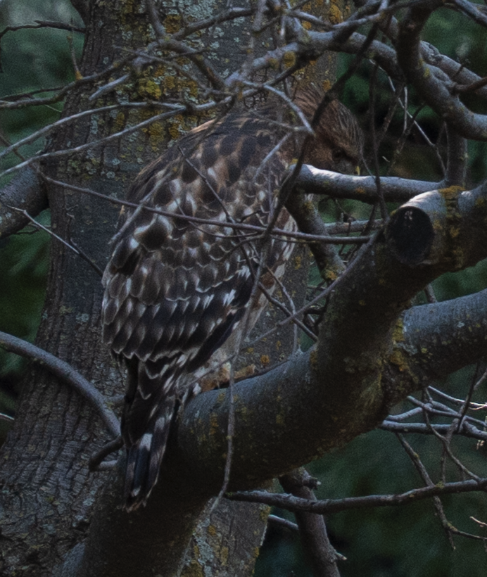 Канюк неоарктичний - ML646276199