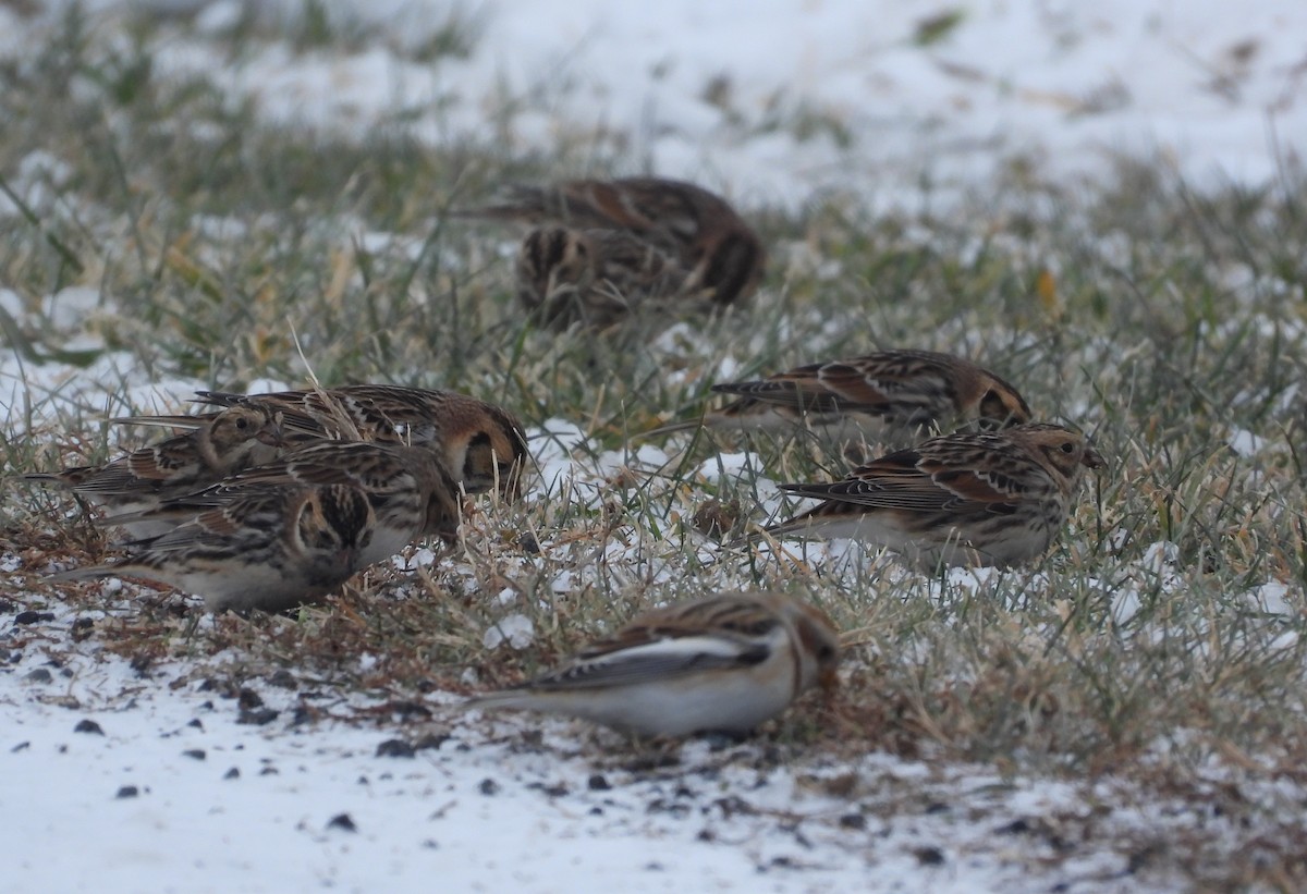 Подорожник лапландський - ML646276200