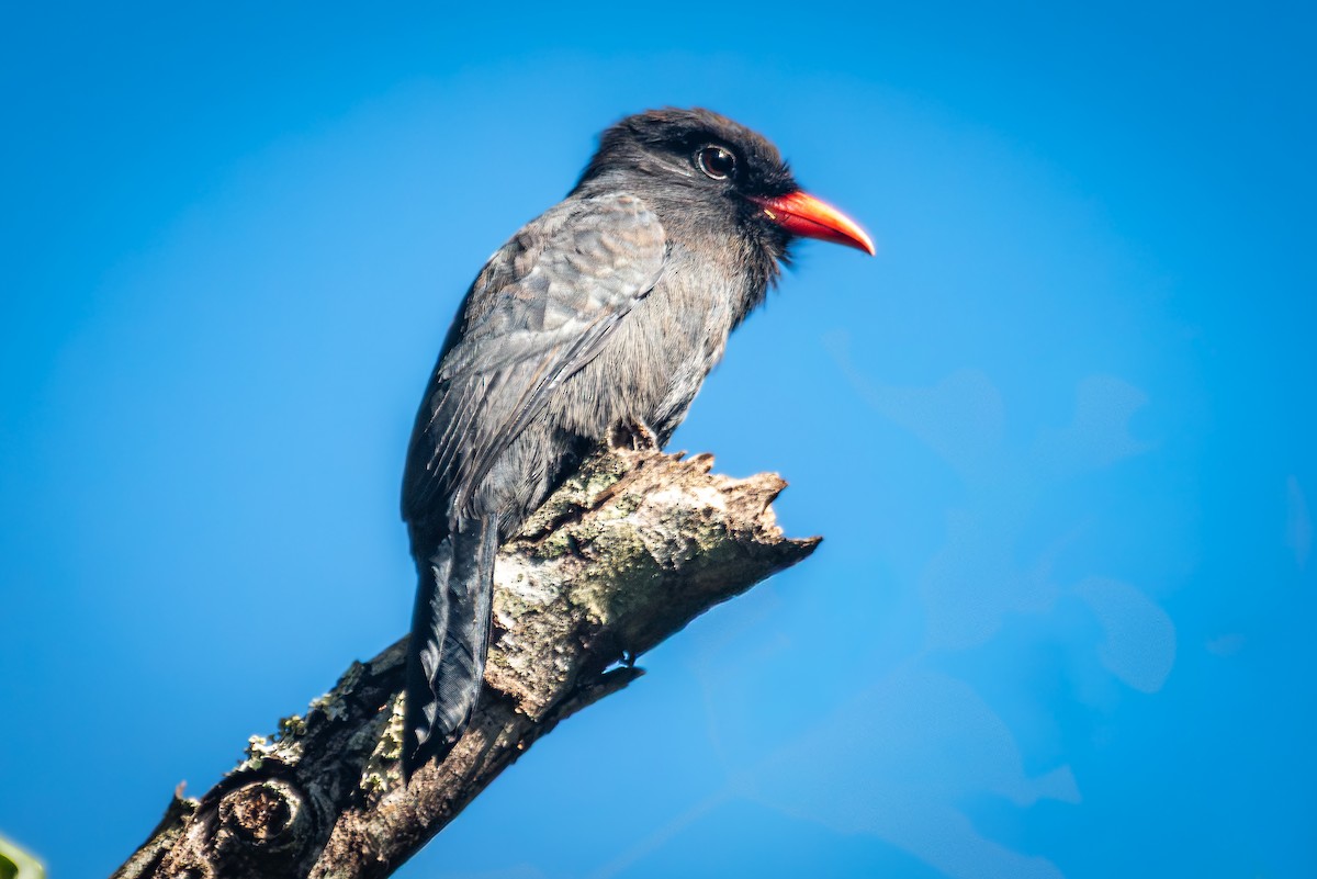 Лінивка-чорнопер червонодзьоба - ML646276203