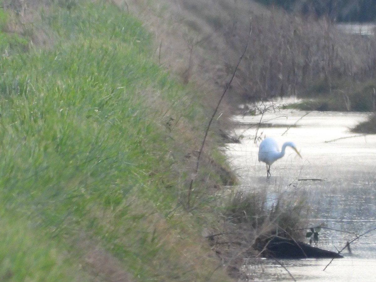 Koartza zuria - ML646276204