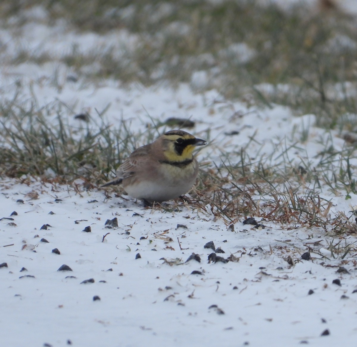 Жайворонок рогатий - ML646276206