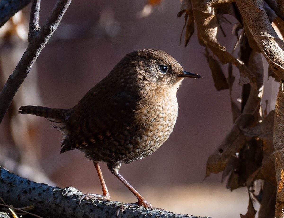 Волоочко канадське - ML646276207