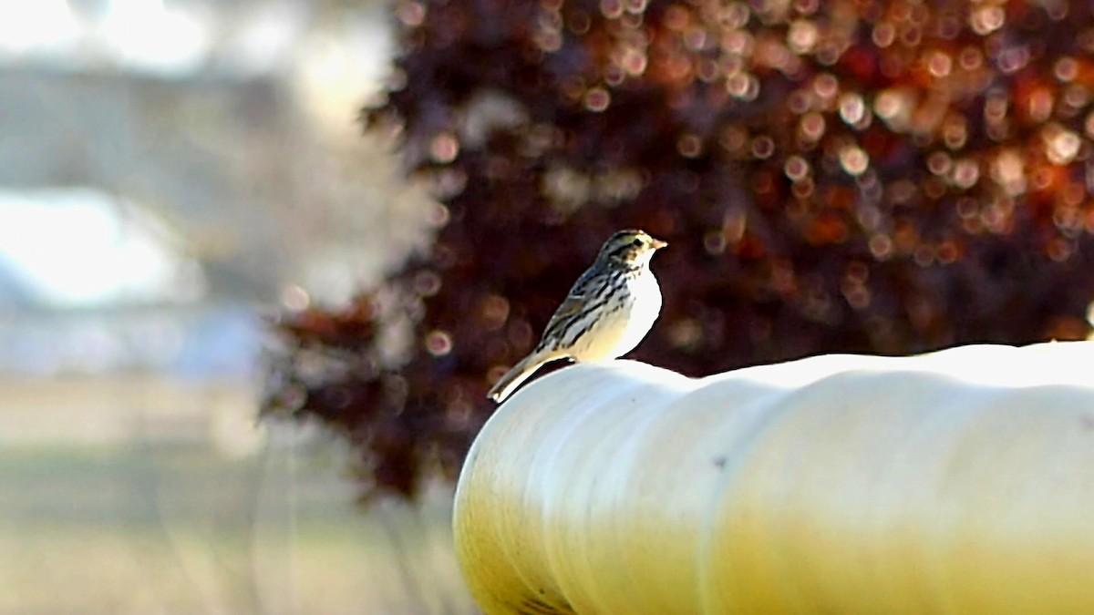 Пасовник савановий - ML646276208