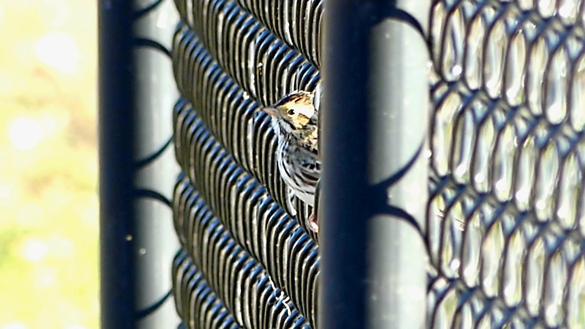 Пасовник савановий - ML646276209