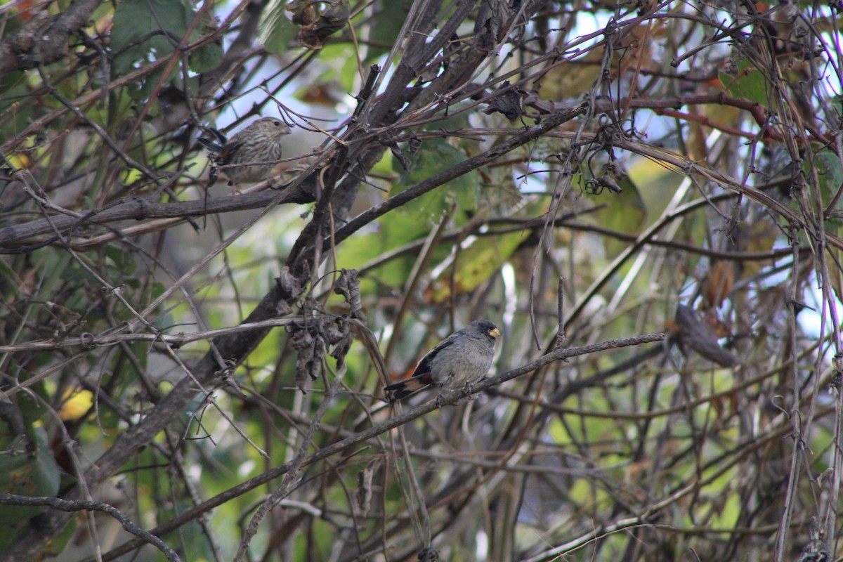 Band-tailed Seedeater - ML646276210