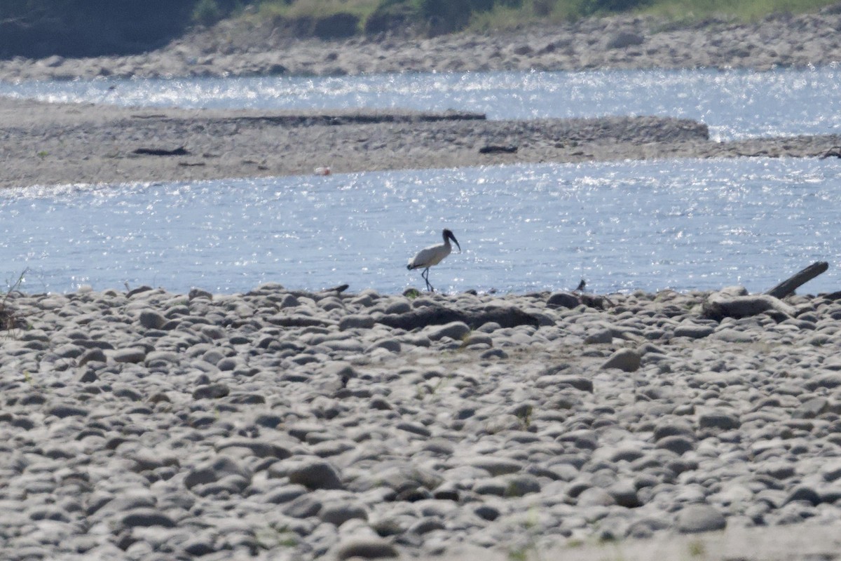 Міктерія - ML646276211