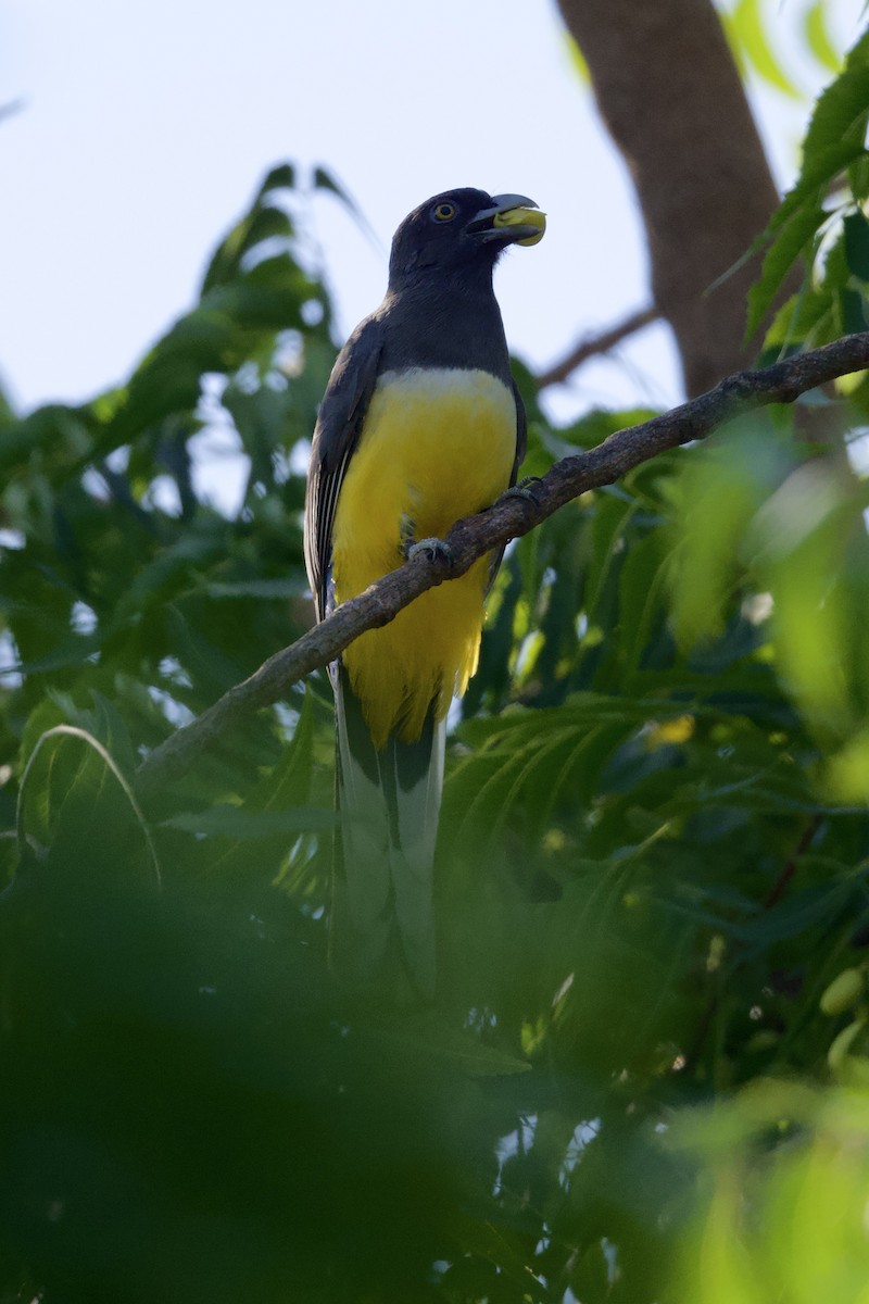 Трогон цитриновий - ML646276212