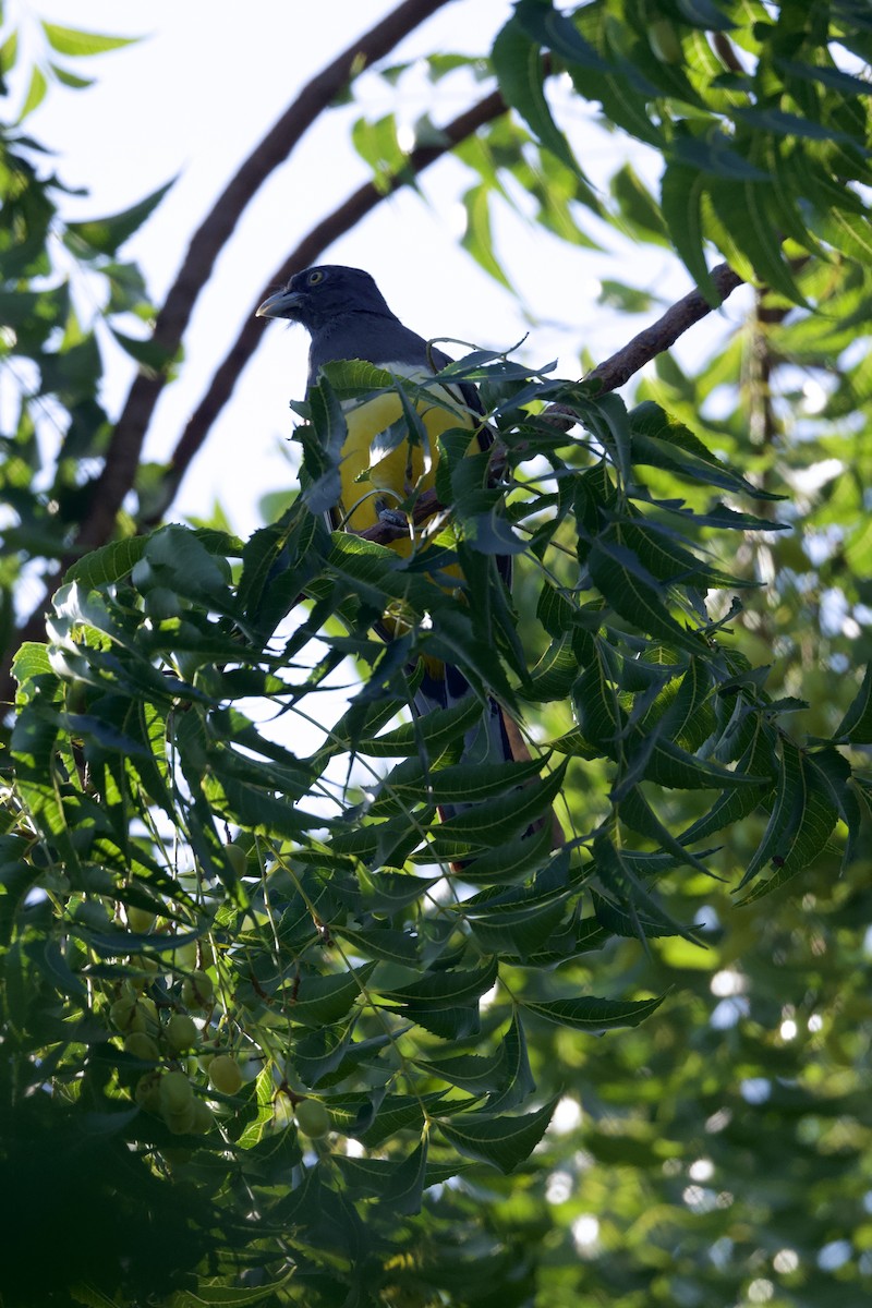 Трогон цитриновий - ML646276213