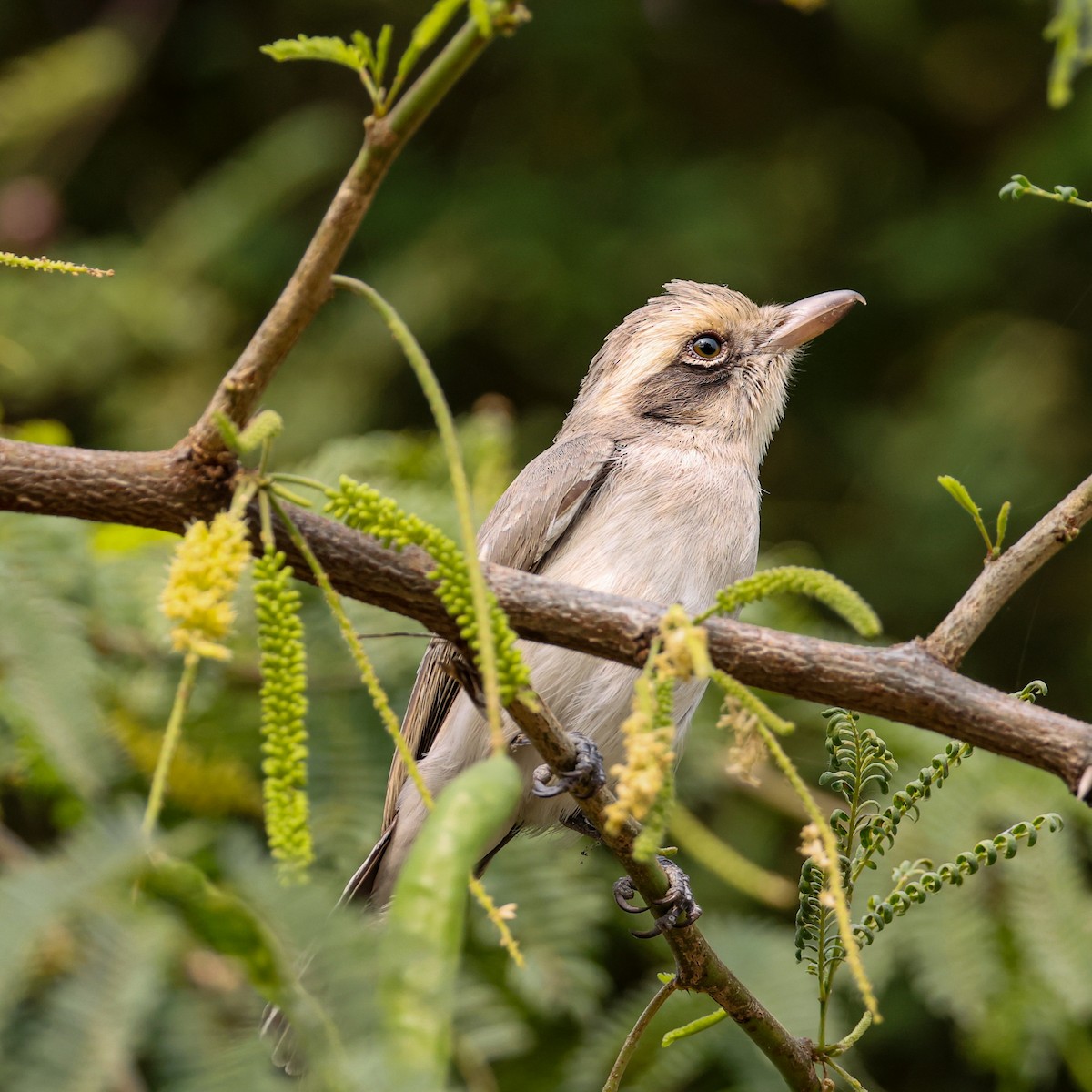 Common Woodshrike - ML646276216