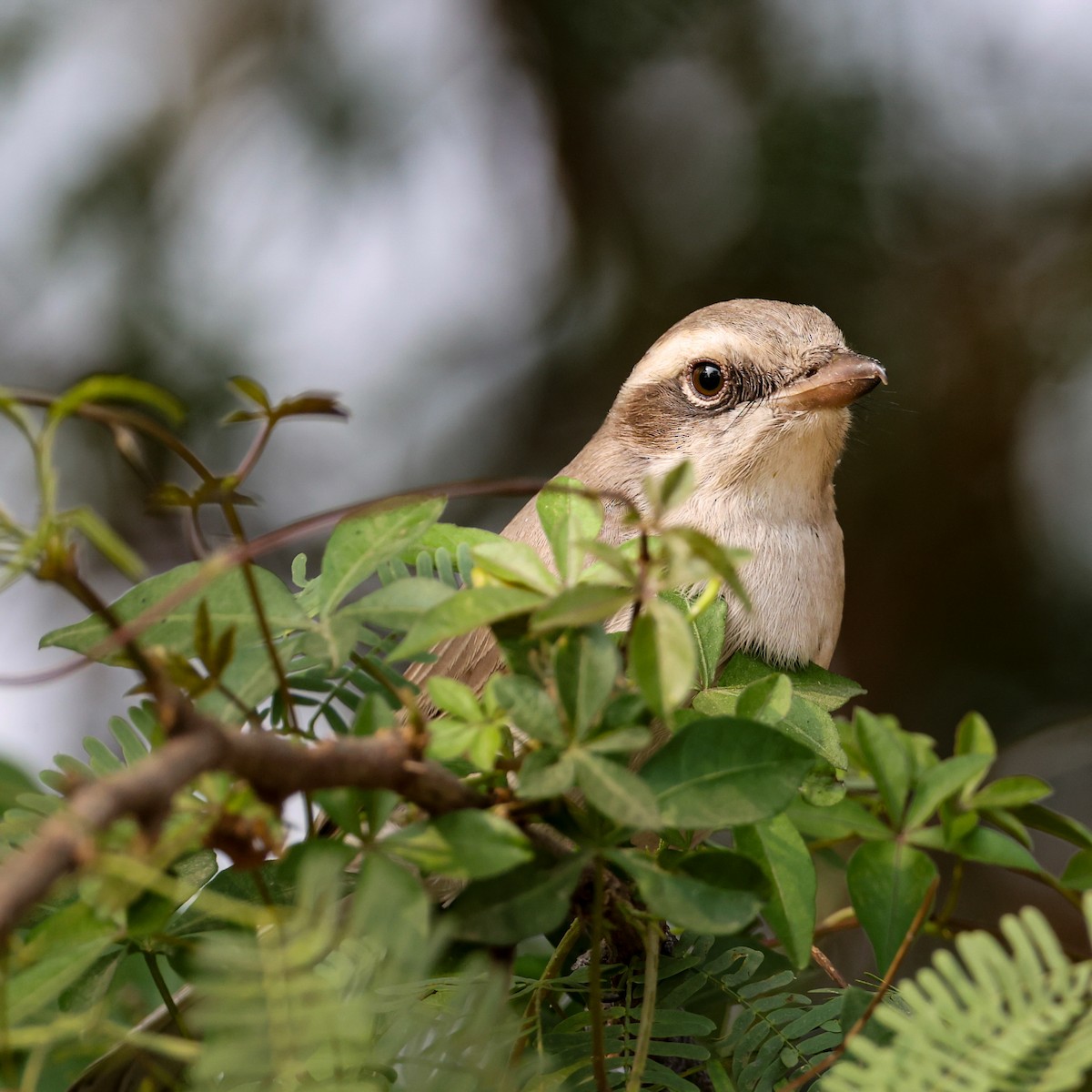 Common Woodshrike - ML646276217