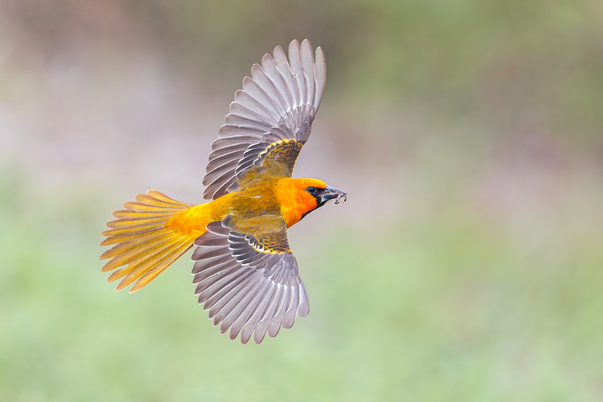 Altamira Oriole - ML646276225