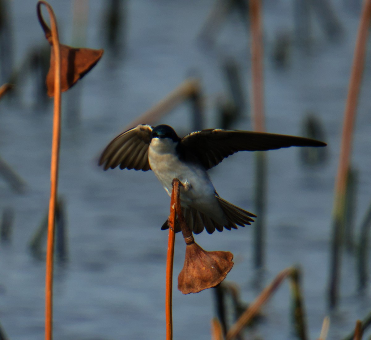 Tree Swallow - ML646276226