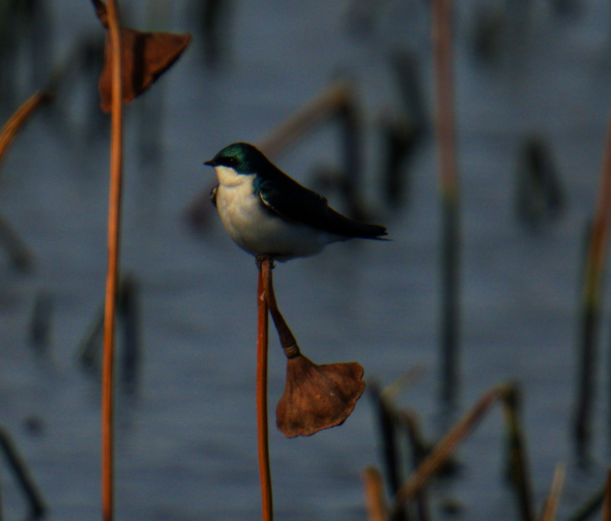 Tree Swallow - ML646276227
