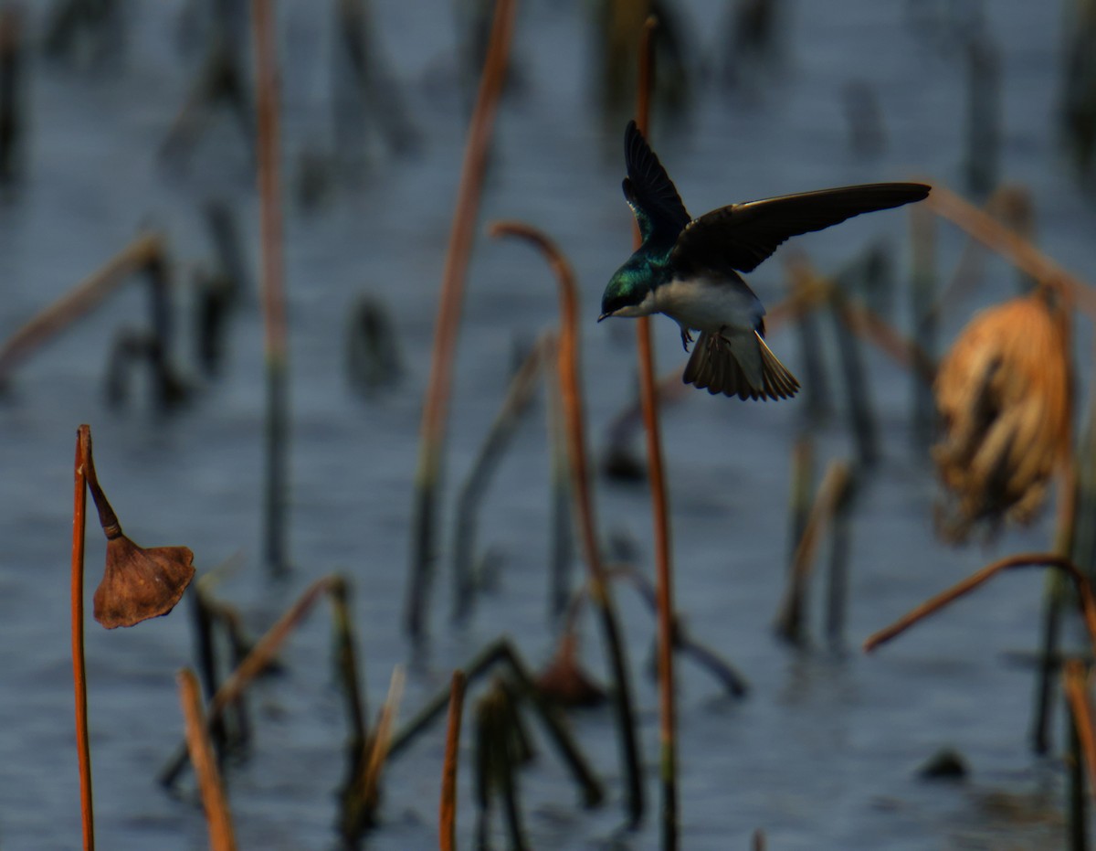 Tree Swallow - ML646276228