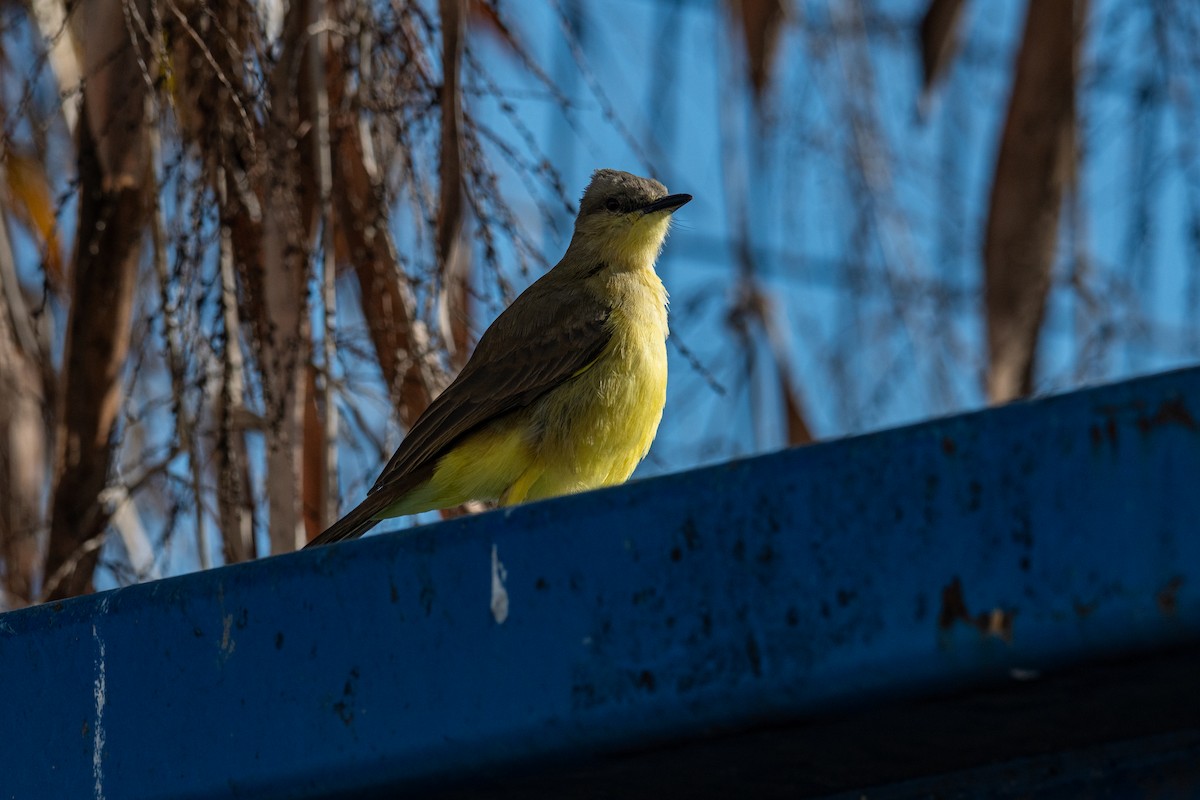 Cattle Tyrant - ML646276229