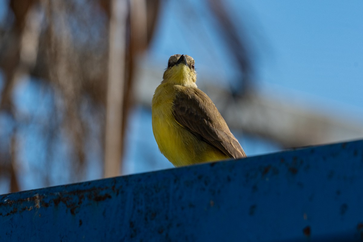 Cattle Tyrant - ML646276230