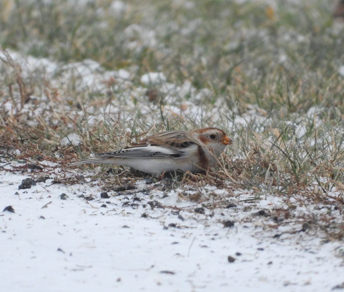 Snow Bunting - ML646276232
