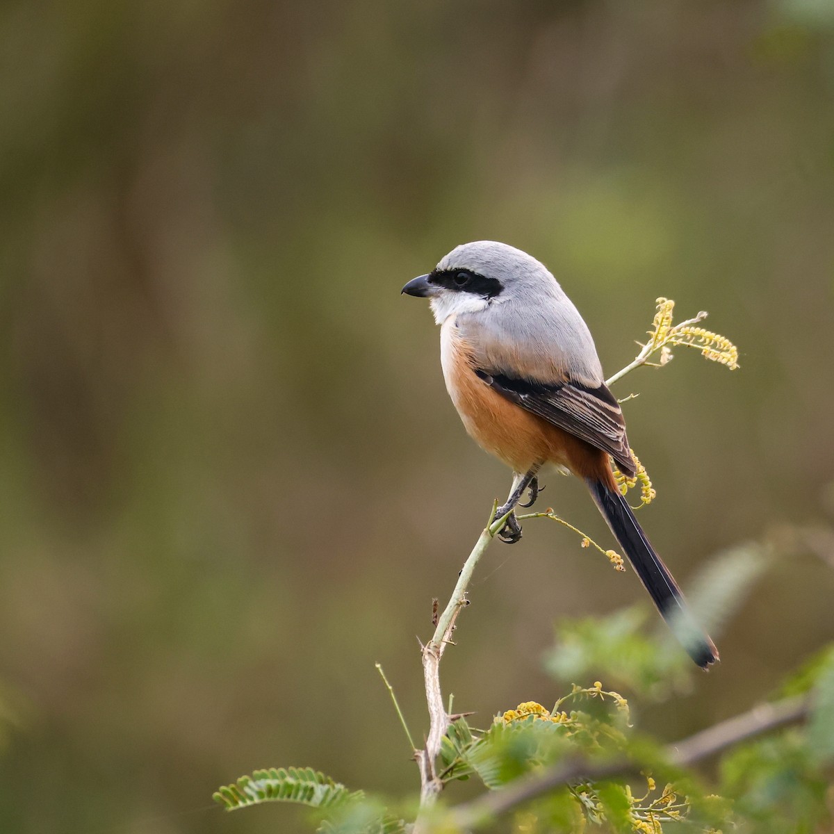 Long-tailed Shrike - ML646276236