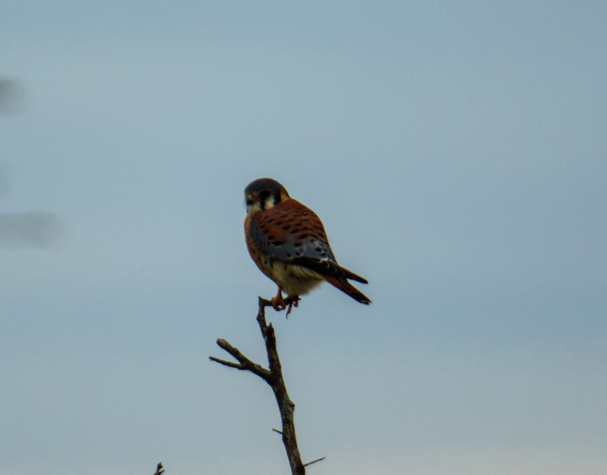 American Kestrel - ML646276237