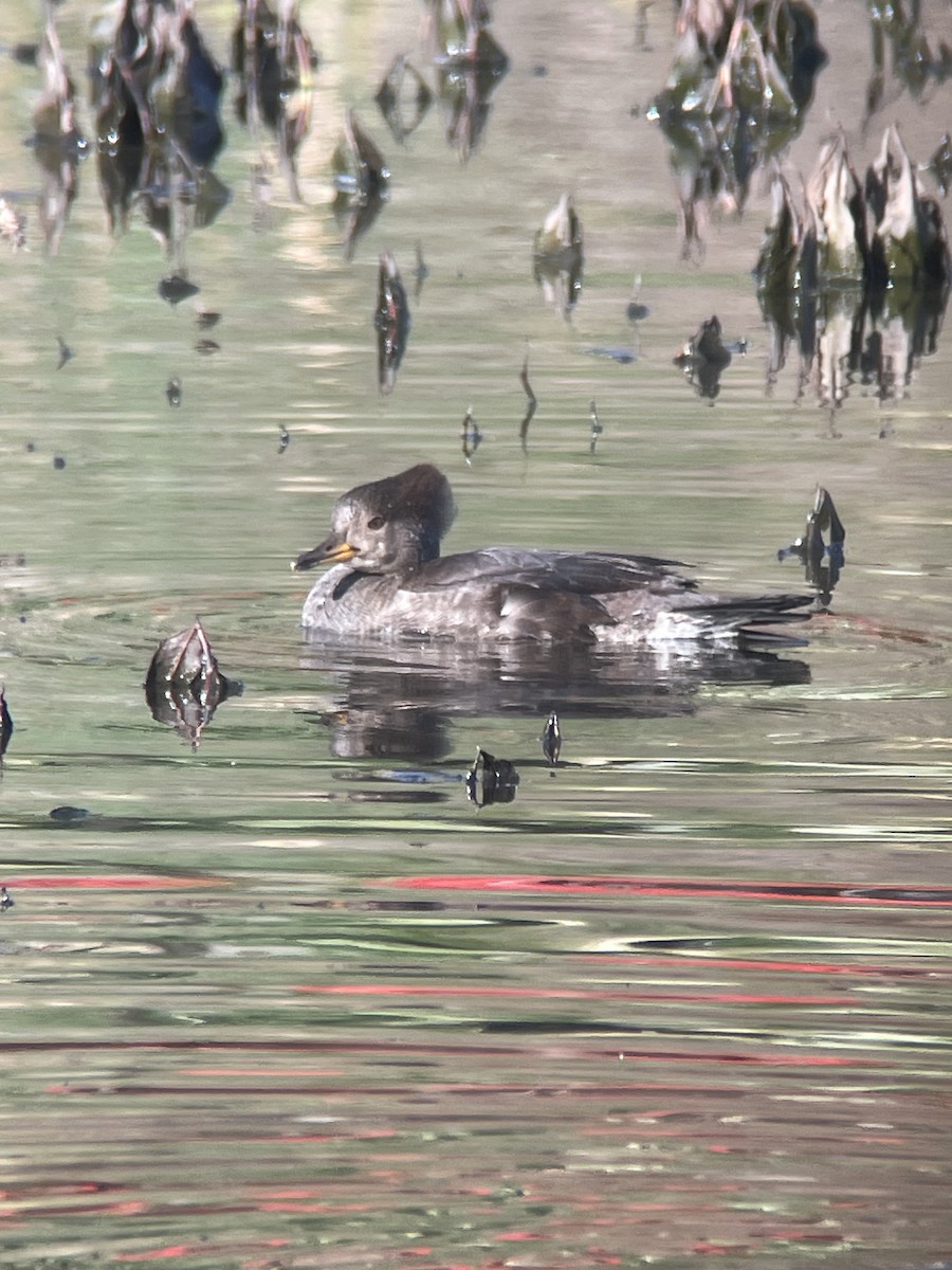 Hooded Merganser - ML646276240
