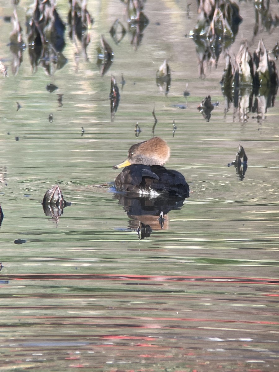 Hooded Merganser - ML646276241