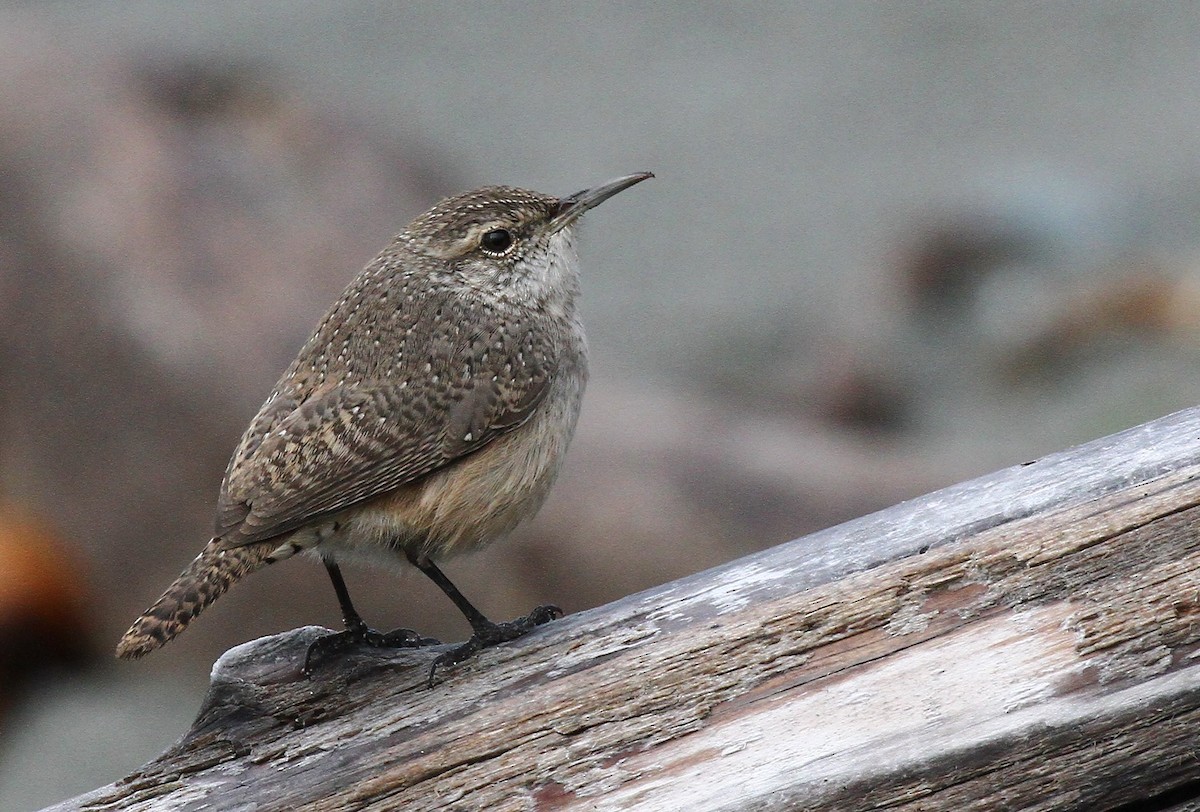 Rock Wren - ML646276244