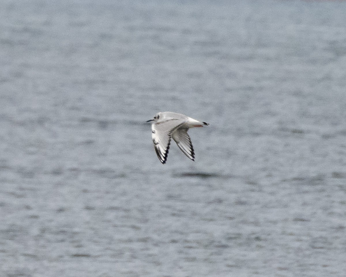 Bonaparte's Gull - ML646276248