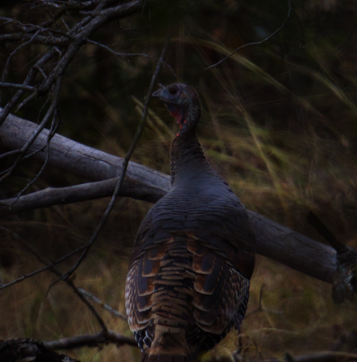 Wild Turkey - ML646276252