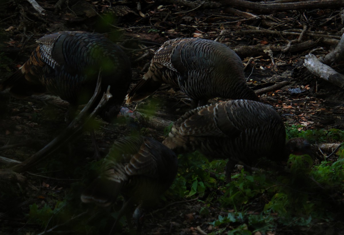 Wild Turkey - ML646276253